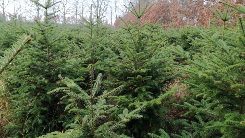 Świerki, jodły a może sosny - wybór jest duży - Lasy Państwowe rozpoczęły sprzedaż świątecznych drzewek. Fot. Marcin Doliński